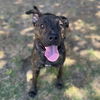 adoptable Dog in Modesto, CA named *MAX