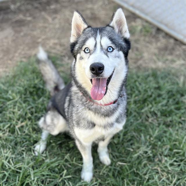 adoptable Dog in Modesto, CA named *SMOKE