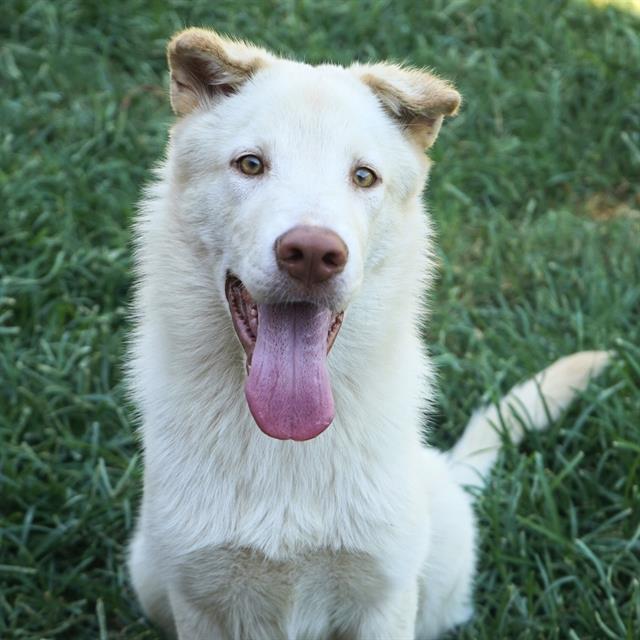 adoptable Dog in Modesto, CA named *ROCKY