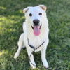 adoptable Dog in Modesto, CA named *COLT