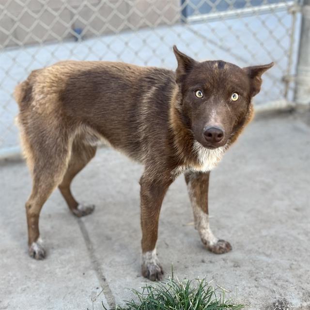 adoptable Dog in Modesto, CA named *RUSTY