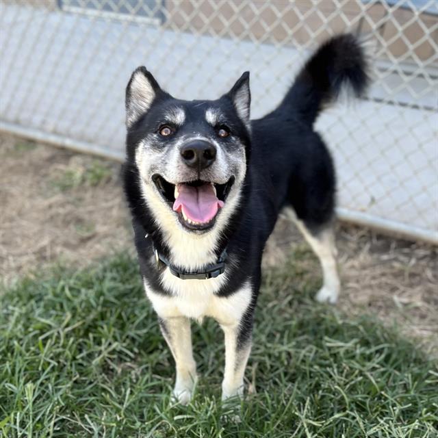 adoptable Dog in Modesto, CA named *DOC MCDOGGINS