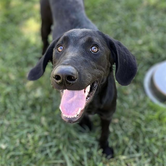 adoptable Dog in Modesto, CA named *SHERLOCK BONES