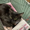 adoptable Cat in Modesto, CA named HONEY BEAR