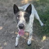 adoptable Dog in Modesto, CA named *SPORT