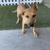 adoptable Dog in Modesto, CA named *MADISON