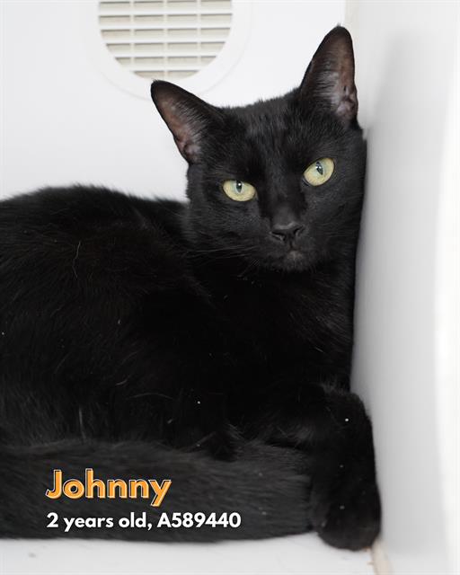 adoptable Cat in Modesto, CA named JOHNNY