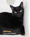 adoptable Cat in modesto, CA named JOHNNY