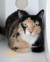 adoptable Cat in Modesto, CA named THELMA