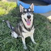 adoptable Dog in Modesto, CA named *LOBA