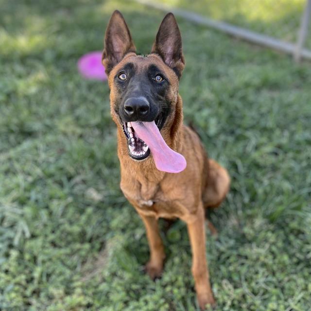 adoptable Dog in Modesto, CA named *GINGER