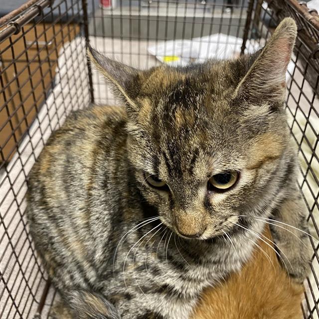 adoptable Cat in Modesto, CA named *BOMBALURINA