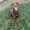 adoptable Dog in modesto, CA named L.L. DROOL J