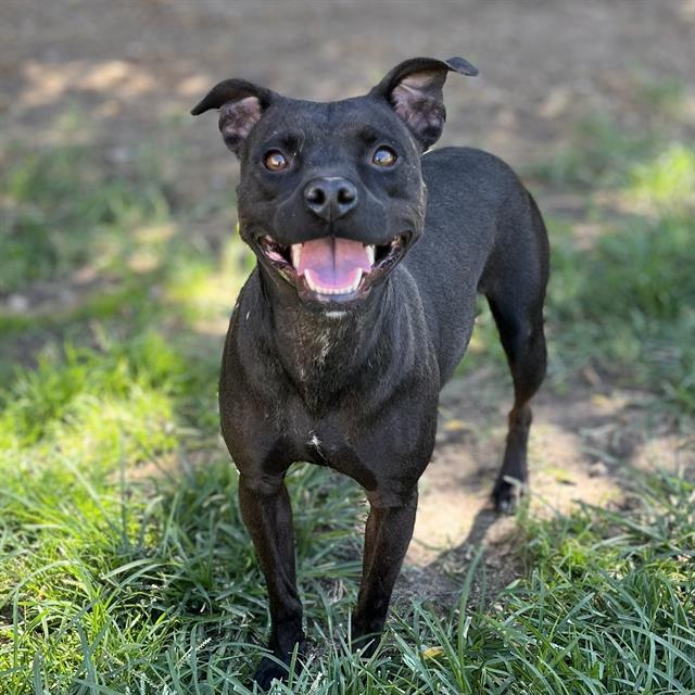 adoptable Dog in Modesto, CA named *STARFIRE