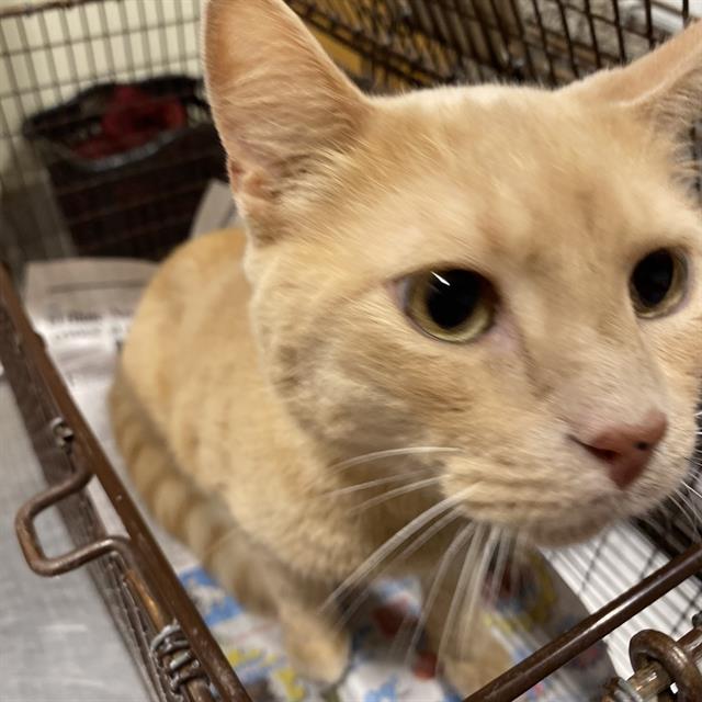 adoptable Cat in Modesto, CA named *COLOSSUS