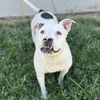 adoptable Dog in Modesto, CA named MAGGIE