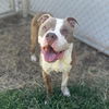 adoptable Dog in modesto, CA named ROLLIE