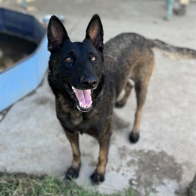 adoptable Dog in Modesto, CA named *BABY