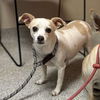 adoptable Dog in modesto, CA named *PEACHES