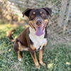 adoptable Dog in Modesto, CA named *SHELDON