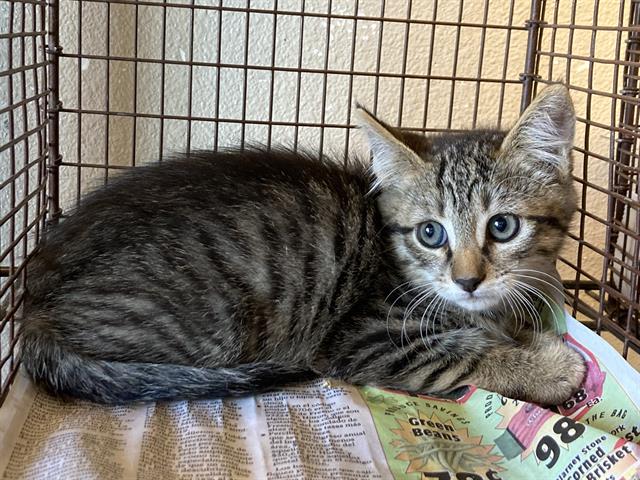 adoptable Cat in Modesto, CA named *TITUS