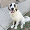 adoptable Dog in Modesto, CA named *ANDRE