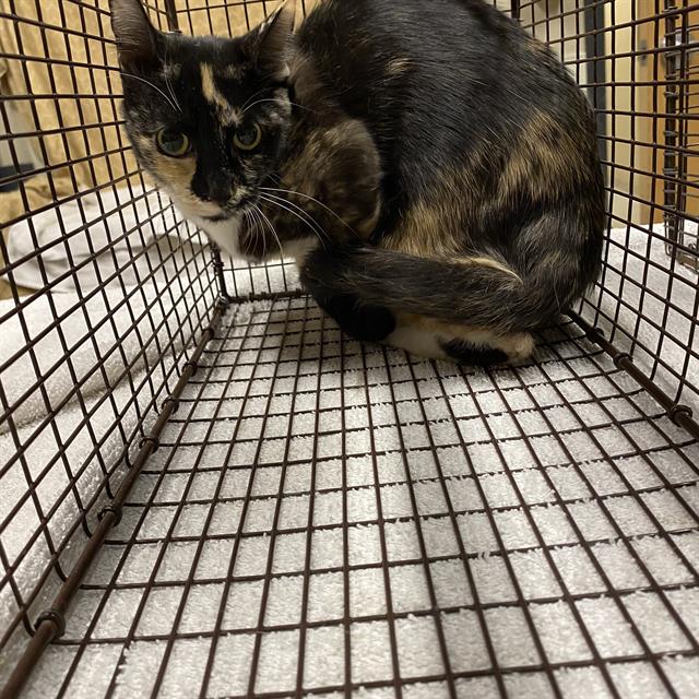 adoptable Cat in Modesto, CA named *LOTTI