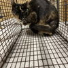 adoptable Cat in Modesto, CA named *LOTTI