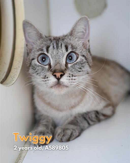 adoptable Cat in Modesto, CA named *TWIGGY