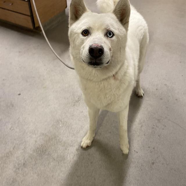 adoptable Dog in Modesto, CA named *CYBORG