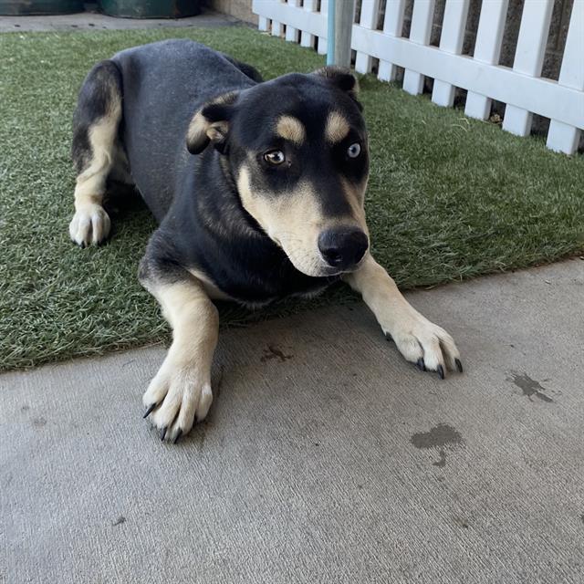 adoptable Dog in Modesto, CA named *MAC