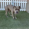 adoptable Dog in Modesto, CA named LONECO