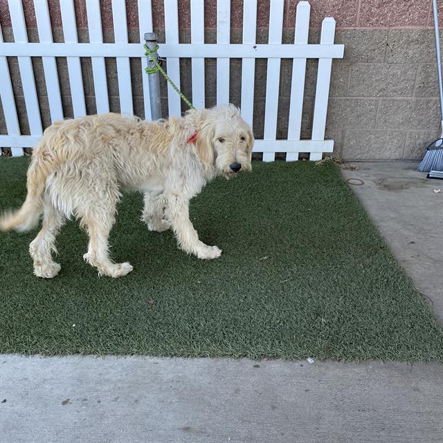 adoptable Dog in Modesto, CA named *TOBIAS