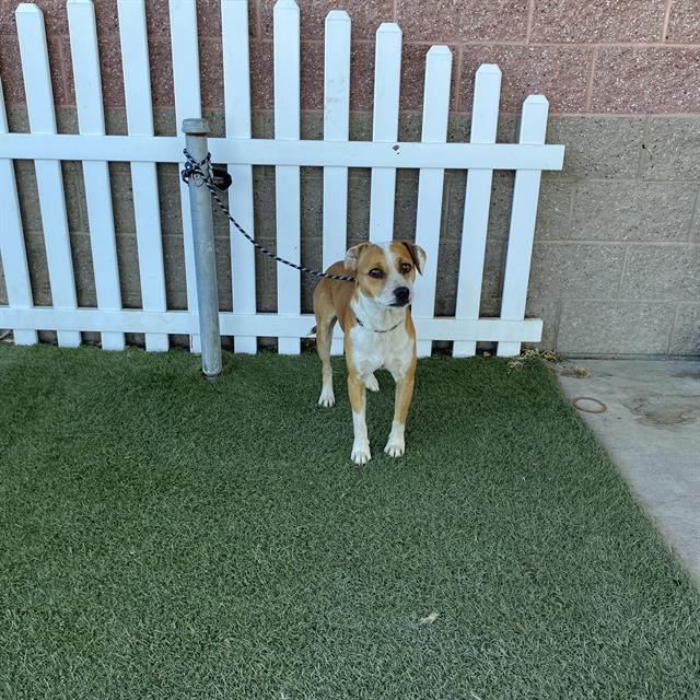 adoptable Dog in Modesto, CA named *DAKOTA