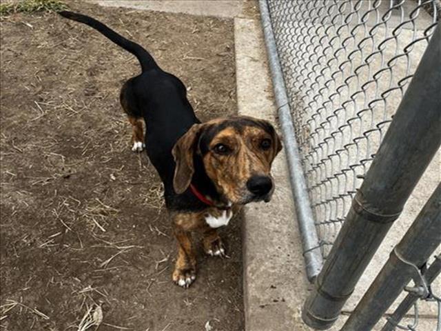 adoptable Dog in Modesto, CA named *BOSS