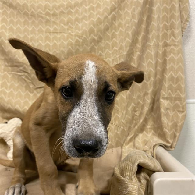 adoptable Dog in Modesto, CA named *GENESIS