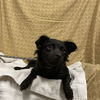 adoptable Dog in modesto, CA named TAT