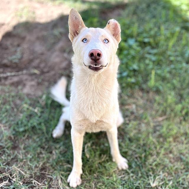 adoptable Dog in Modesto, CA named *GOOFBALL