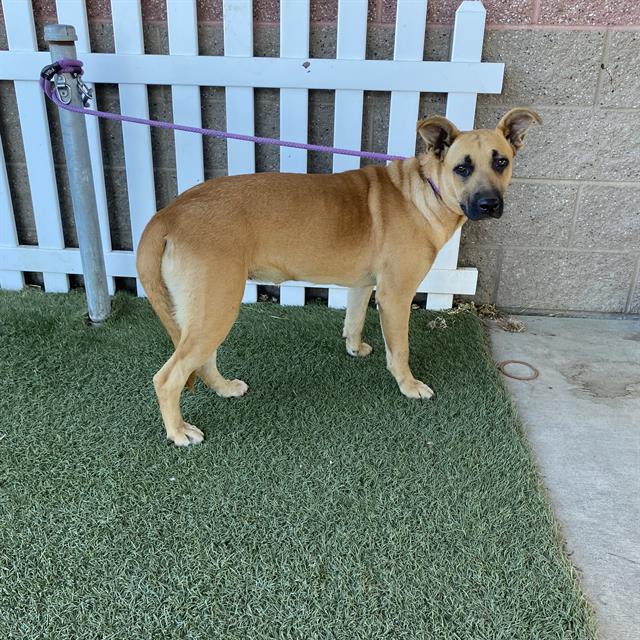 adoptable Dog in Modesto, CA named *TOFFEE