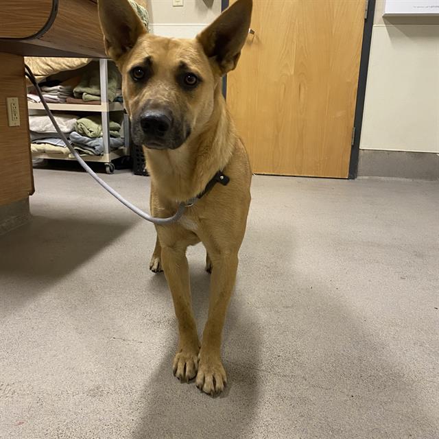 adoptable Dog in Modesto, CA named *COFFEE