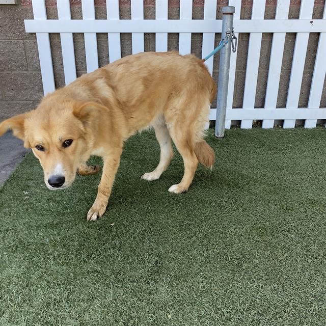 adoptable Dog in Modesto, CA named *PONY BOY