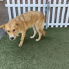 adoptable Dog in Modesto, CA named *PONY BOY