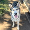 adoptable Dog in Modesto, CA named *MISKA