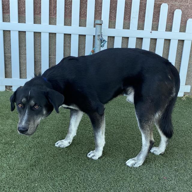 adoptable Dog in Modesto, CA named *MAVERICK