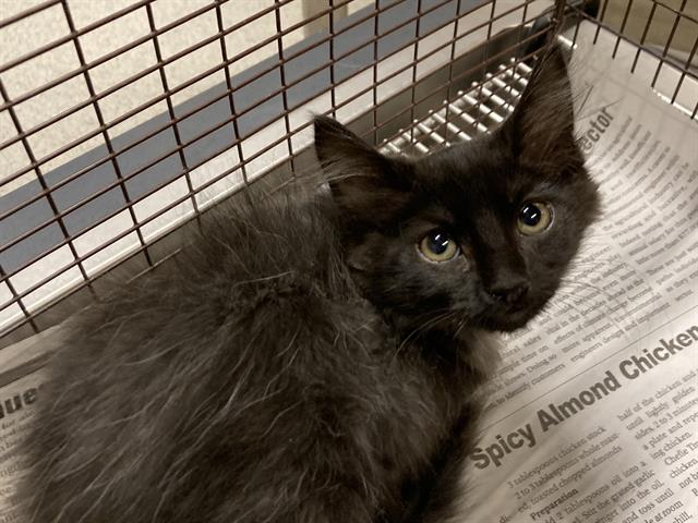 adoptable Cat in Modesto, CA named A587269