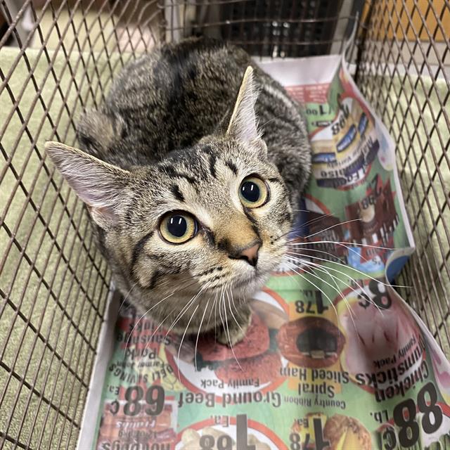 adoptable Cat in Modesto, CA named *USAGI