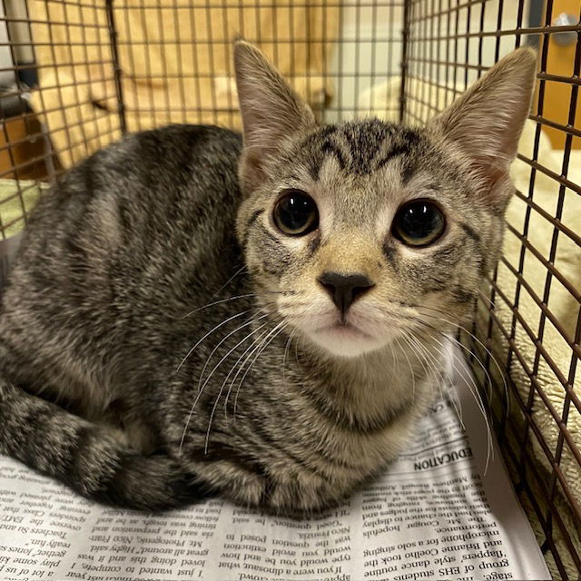 adoptable Cat in Modesto, CA named *RAIN