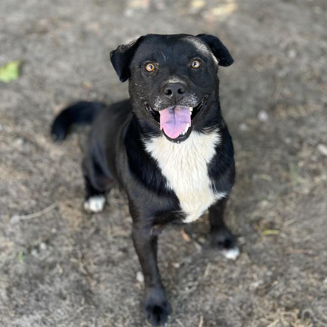 adoptable Dog in Modesto, CA named *RAGNAR