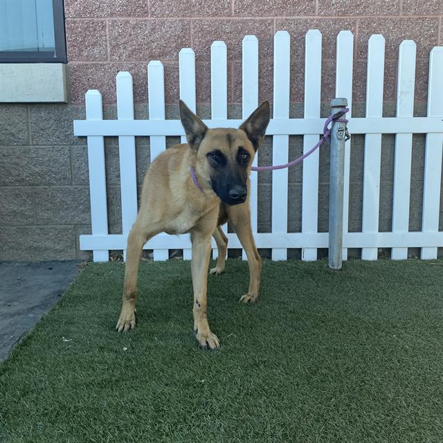 adoptable Dog in Modesto, CA named *VORTEX