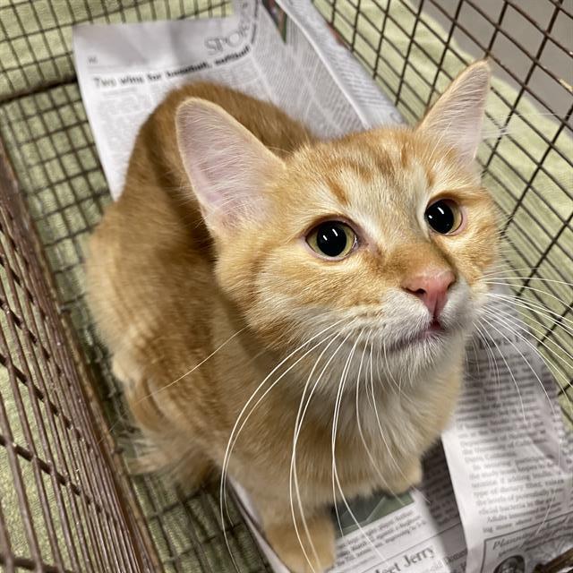 adoptable Cat in Modesto, CA named *MARMALADE